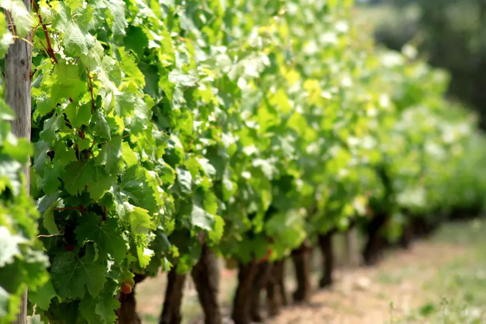 petit producteur de champagne près de Saint-Laurent-du-Var