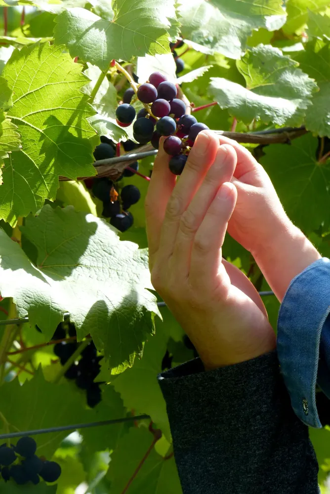vigneron indépendant près de Saint-Laurent-du-Var