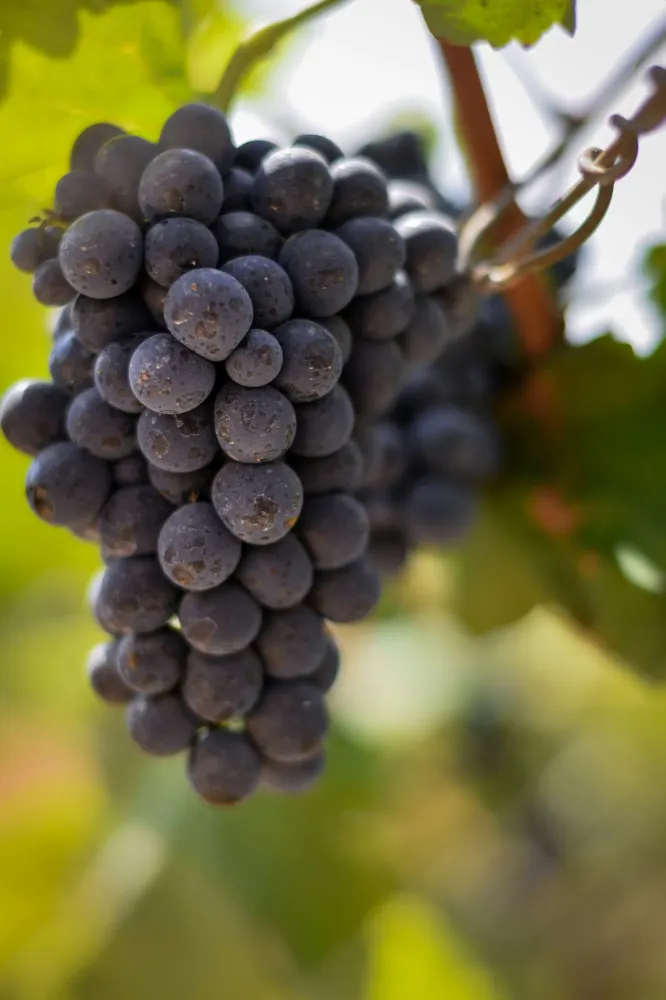 les vignes (5)