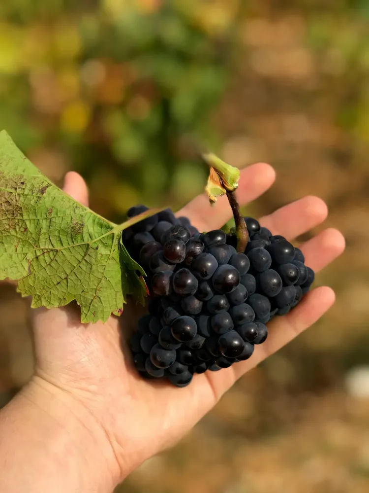 les vignes (3)