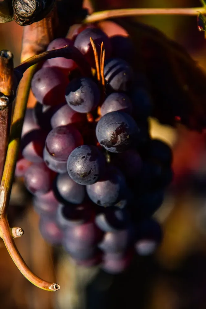 Champagne Cretol & fils (5)